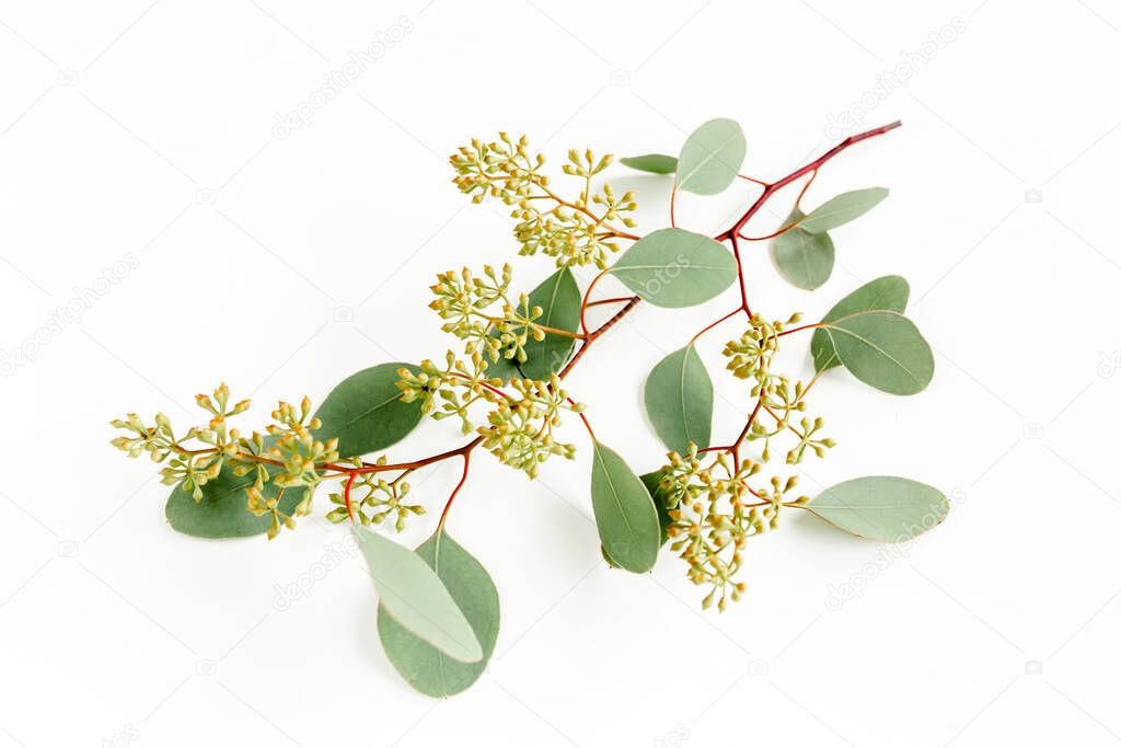 Green eucalyptus branch and leaves with fruits in the form of berries on white background. flat lay, top view. 