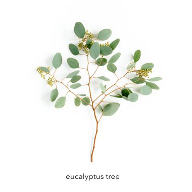 Dallardan ve yapraklardan yeşil okaliptüs ağacı ve beyaz arka planda meyveler. Düz yatış, üst manzara. Çiçek konsepti