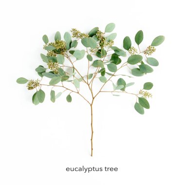 Dallardan ve yapraklardan yeşil okaliptüs ağacı ve beyaz arka planda meyveler. Düz yatış, üst manzara. Çiçek konsepti