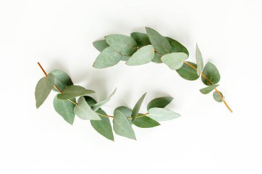 yeşil yapraklar okaliptüs beyaz arka planda izole. düz yatış, üst görünüm