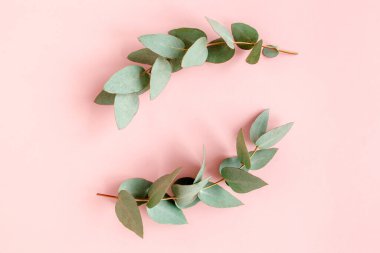 Pembe arka planda okaliptüs yapraklarından yapılmış çerçeve kenarları. Düz yerde, üst tarafta. Çiçek konsepti