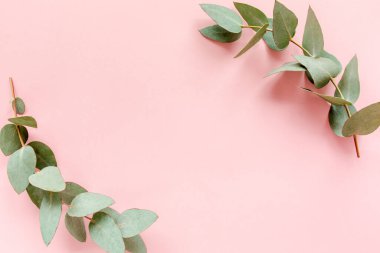 Pembe arka planda okaliptüs yapraklarından yapılmış çerçeve kenarları. Düz yerde, üst tarafta. Çiçek konsepti