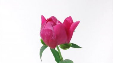 Beyaz arka planda açan güzel pembe şakayık çiçeğinin zamanı. Şakayık çiçeği açık, zaman aşımı, yakın çekim. Doğum günü grubu, düğün arkaplanı, Sevgililer Günü konsepti. 4K UHD video