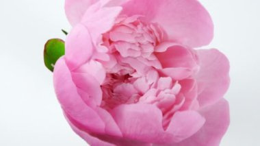 Beyaz arka planda açan güzel pembe şakayık çiçeğinin zamanı. Şakayık çiçeği açık, zaman aşımı, yakın çekim. Doğum günü grubu, düğün arkaplanı, Sevgililer Günü konsepti. 4K UHD video