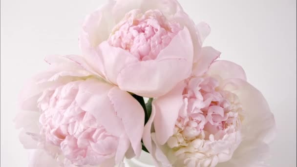 Timelapse όμορφο ροζ παιώνιος λουλούδι ανθίζει σε λευκό φόντο. Peony λουλούδι ανοιχτό, χρονικό διάστημα, close-up. Γάμο γενεθλίων, σκηνικό γάμου, ιδέα για την Ημέρα του Αγίου Βαλεντίνου. Βίντεο 4K UHD — Αρχείο Βίντεο