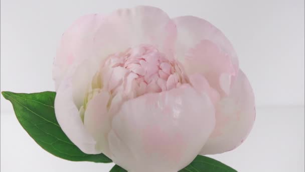 Timelapse van mooie roze pioenroos bloem bloeien op witte achtergrond. Pioenenbloem open, tijdsverloop, close-up. Verjaardag stelletje, Bruiloft achtergrond, Valentijnsdag concept. 4K UHD-video — Stockvideo