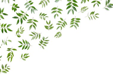 Beyaz arka planda yeşil yapraklı çalışma alanı. Düz uzan, üst görünüm