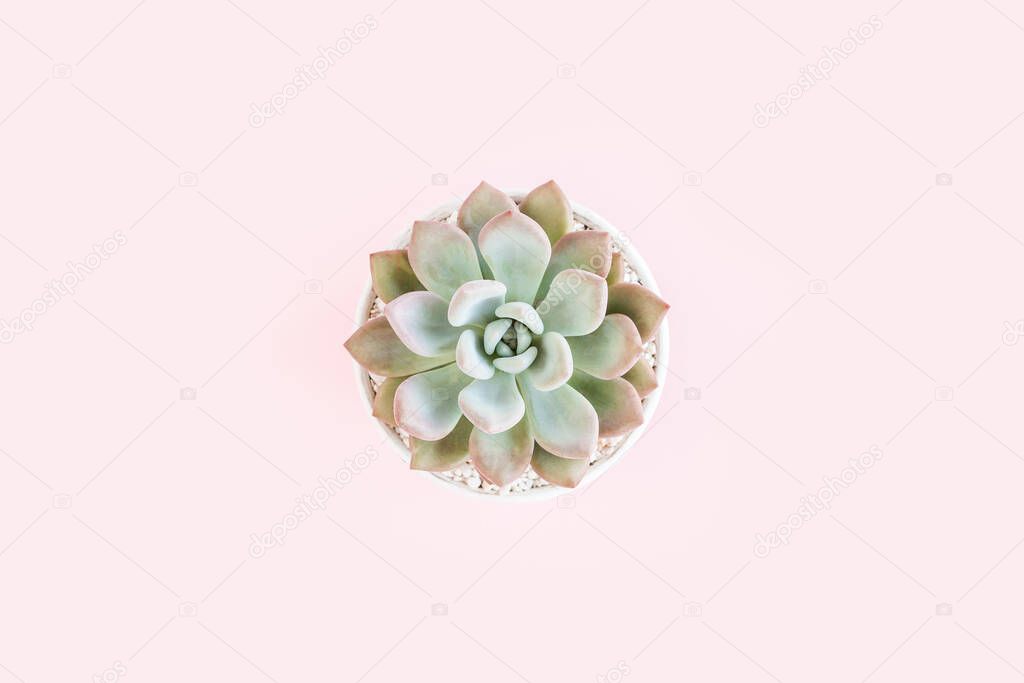 Beautiful pattern of green succulents isolated on pink background. Flat lay, top view.