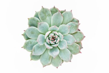 Beyaz arka planda izole edilmiş güzel yeşil sulu desen. Düz yatış, üst görünüm.