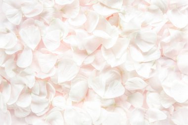 Pembe arka planda bej yapraklı güller. Düz yerde, üst tarafta. Sevgililer Günü geçmişi. Sevgililer Günü konsepti.