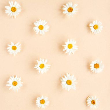 Papatya, taç yaprağı ve bej arkaplanda yapraklardan oluşmuş bir desen. Düz yatar, üst görünüm çiçek arkaplanı.