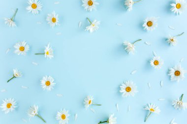 Çerçeve papatya, taç yaprakları, mavi arka planda yapraklar. Düz yatış, üst görünüm