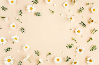 Çerçeve papatya, taç yaprakları, bej arka planda yapraklar. Düz yatar, üst görünüm çiçek arkaplanı.