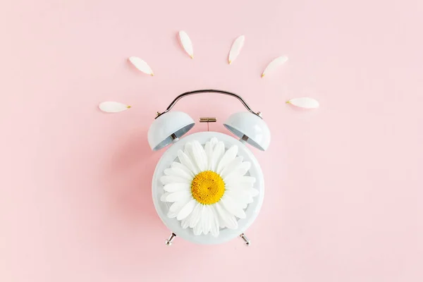 Composition-heure d'été de l'horloge et des fleurs de camomille sur fond rose. Couché plat, vue du dessus — Photo