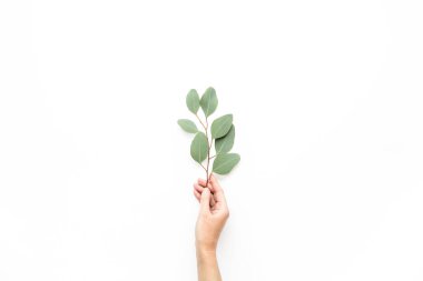 Beyaz arka planda okaliptüs yaprağı tutan kadın eli. düz yatış, üst görünüm