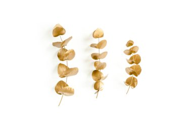 Beyaz arka planda altın yapraklı okaliptüs. Minimum konsept. düz yatış, üst görünüm