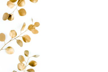 Altın dalların sınırlarında, okaliptüs yaprakları beyaz arkaplanda. düz düzen, üst görünüm