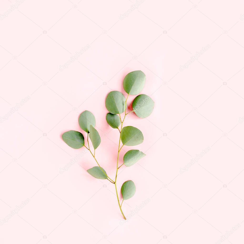 green branch eucalyptus on pink background. flat lay, top view