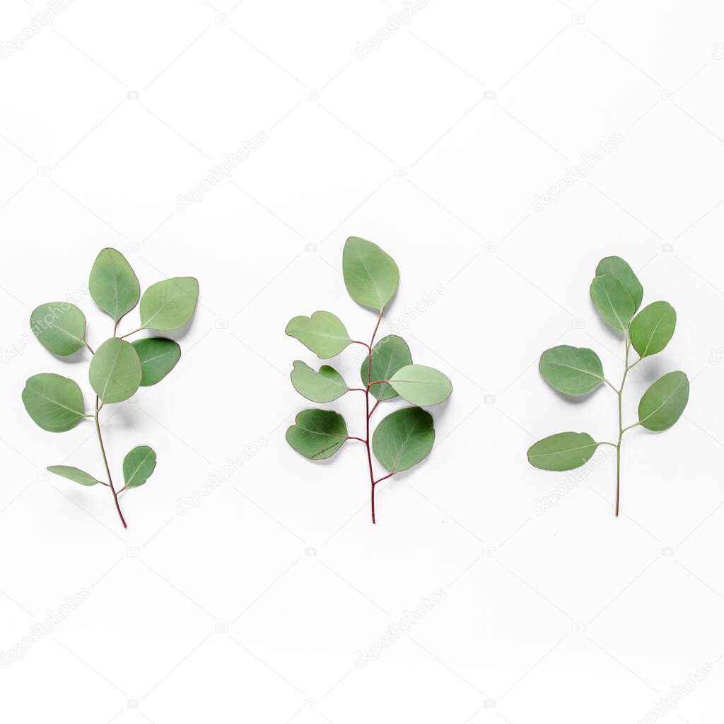 Green branch, leaves eucalyptus isolated on white background. Flat lay, top view minimal concept.