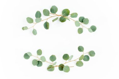 Okaliptüsten yapılmış çelenk çerçevesi ve beyaz arka planda izole edilmiş yapraklar. Düz uzan, üst görünüm