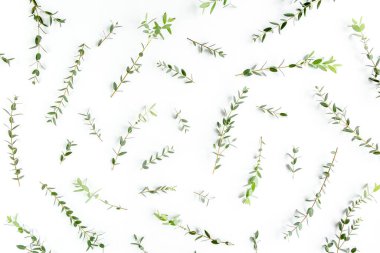 Beyaz arka planda yeşil yapraklı okaliptüs populus deseni var. Düz yatış, üst görünüm