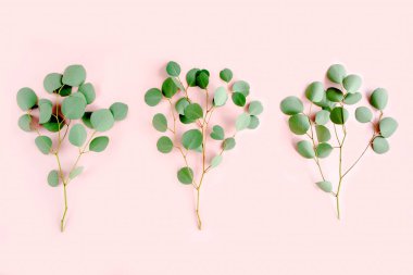 Pembe arka planda yeşil dal okaliptüs. düz yatış, üst görünüm