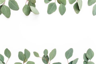 Beyaz arka planda yeşil yapraklı okaliptüs populus deseni var. Düz yatış, üst görünüm