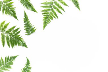 Beyaz arkaplanda yalıtılmış eğreltiotu dalları. düz yatış, üst görünüm