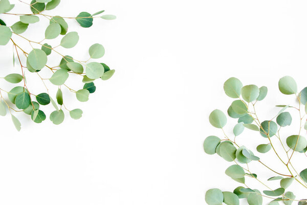 frame of green branches, eucalyptus leaves on a white background. flat layout, top view