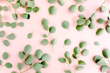 Okaliptüs dalları deseni. Doğal duvar kağıdı. Düz yatış, üst görünüm