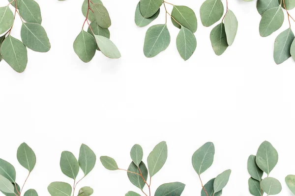 Mönster med gröna blad eukalyptus populus isolerad på vit bakgrund. Platt ligg, ovanifrån — Stockfoto
