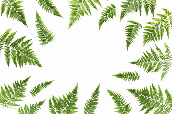 Texture fern branches isolated on white background. flat lay, top view — Stock Photo, Image