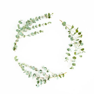 Beyaz arka planda izole edilmiş okaliptüs dallarından yapılmış çelenk çerçevesi. Düz uzan, üst görünüm