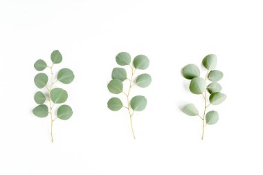 Yeşil dal, beyaz arka planda okaliptüs yaprakları. Düz konum, üst görünüm minimum konsept.