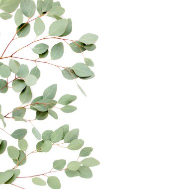 Beyaz arka planda yeşil yapraklı okaliptüs populus deseni var. Düz yatış, üst görünüm