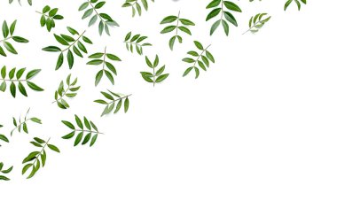 Beyaz arka planda yeşil yapraklı çerçeve çalışma alanı. Düz uzan, üst görünüm