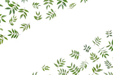 Beyaz arka planda yeşil yapraklı çerçeve çalışma alanı. Düz uzan, üst görünüm