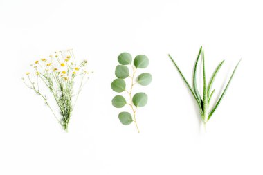 Yeşil dallar, yapraklar şifalı bitkiler: papatya çayı, okaliptüs, aloe, beyaz arka planda koleksiyon. düz düzen, üst görünüm