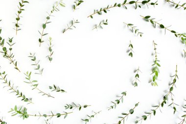 Yeşil dalları ve beyaz arka planda izole edilmiş okaliptüs popülasyonları olan yuvarlak çerçeve çalışma alanı. Düz uzan, üst görünüm