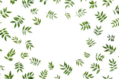 Beyaz arka planda yeşil yapraklı çerçeve çalışma alanı. Düz uzan, üst görünüm