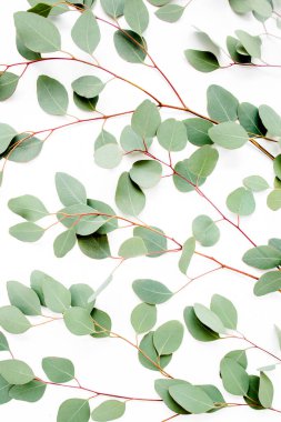 Beyaz arka planda yeşil yapraklı okaliptüs populus deseni var. Düz yatış, üst görünüm