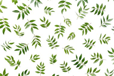 Beyaz arka planda izole edilmiş yeşil yapraklardan oluşan desen. Düz uzan, üst görünüm