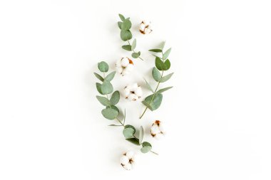 Beyaz arka planda soyut okaliptüs, yaprak ve pamuktan oluşan bir desen. Düz uzan, üst görünüm