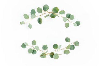 Okaliptüsten yapılmış çelenk çerçevesi ve beyaz arka planda izole edilmiş yapraklar. Düz yatıyordu. Üst görünüm.