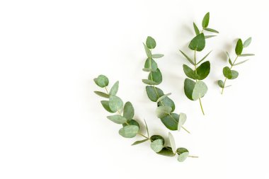 Okaliptüs, okaliptüs ve pamuktan yapılmış desen pembe arka planda izole edilmiş ve metin için boş alan var. Düz yatış, üst görünüm. 