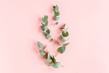 Okaliptüs dallarından, yapraklardan ve pamuktan oluşan soyut desen pembe arka planda sekiz ayrı olarak izole edilmiş. Düz yerde, üst tarafta. Çiçek konsepti