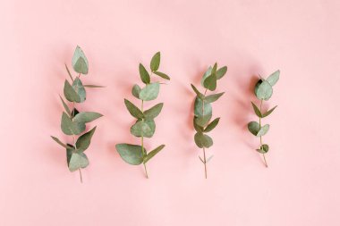 yeşil yapraklar okaliptüs pembe arka planda izole. düz yatış, üst görünüm