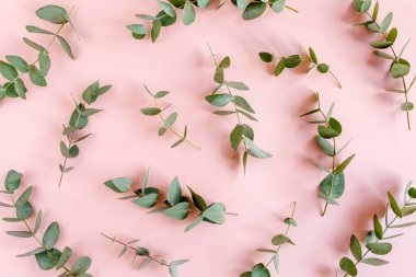 Dallardan yapılmış okaliptüs deseni, pembe arka planda izole edilmiş yapraklar. Düz yerde, üst tarafta. Çiçek konsepti