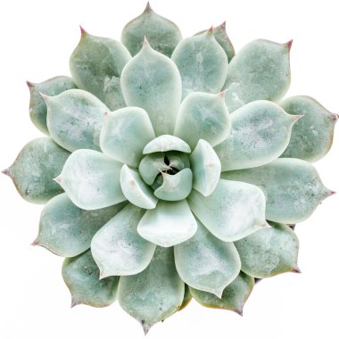 Yeşil ev bitkileri, sulu bitkiler beyaz arka planda izole edilmiş. Düz yatış, üst görünüm.