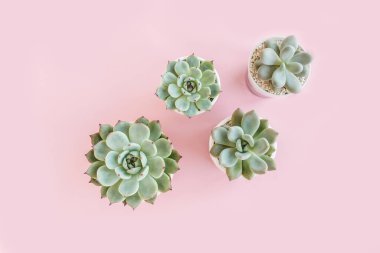 Yeşil ev bitkileri, pembe arka planda izole edilmiş sulu bitkiler. Düz yatış, üst görünüm.